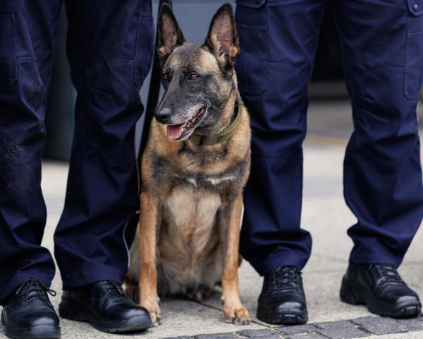 Marszałek Marek Woźniak spotkał się z laureatami wojewódzkich eliminacji do XXI Kynologicznych Mistrzostw Policji.- kliknij aby powiększyć